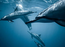 PG：把品质生活带进每一天的指南